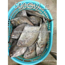 IQF frozen Black Pomfret low price frozen whole pomfret